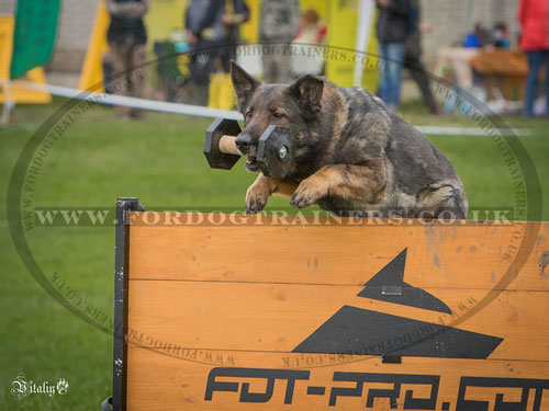 schutzhund dog training jump